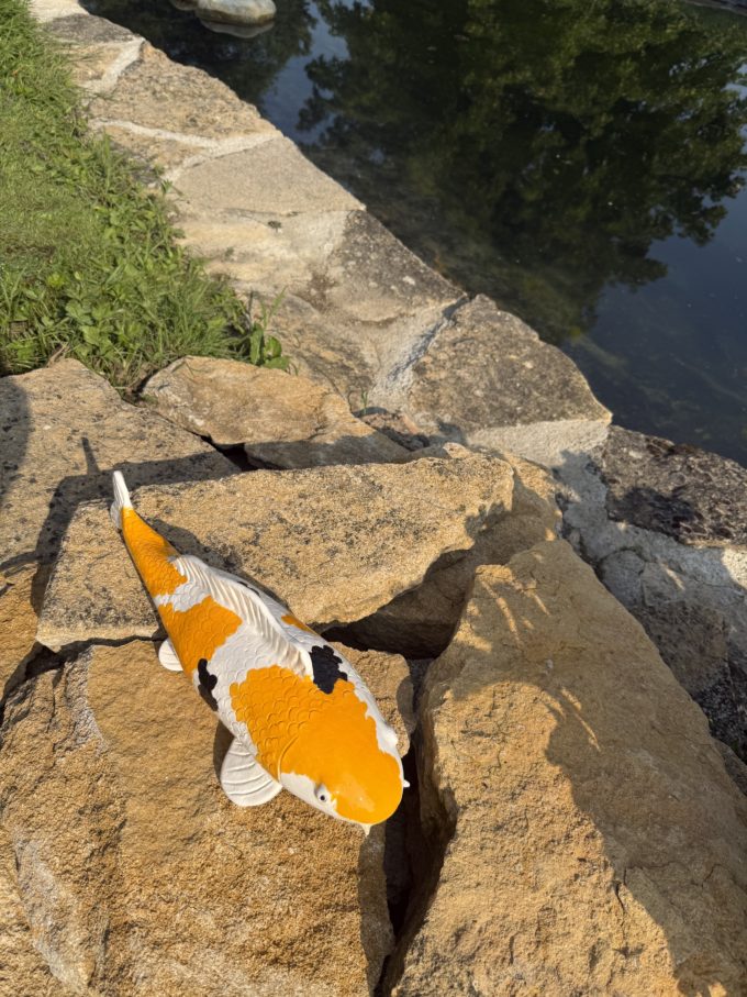 carpe koi au bord du bassin céramique fait main pièce unique
